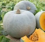 Courge betty blue Blanc  (pc)
